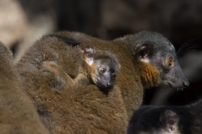 A young brown collared lemur rides on its mom's back in the Madagascar! exhibit at the Wildlife Conservation Society’s Bronx Zoo.